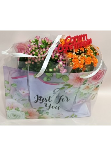 Kalanchoe çantada
